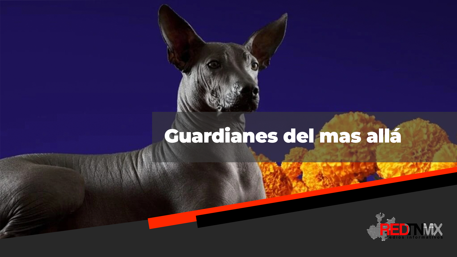 Guardianes ¡Los Xoloitzcuintles: Guardianes del Más Allá en el Día de Muertos!