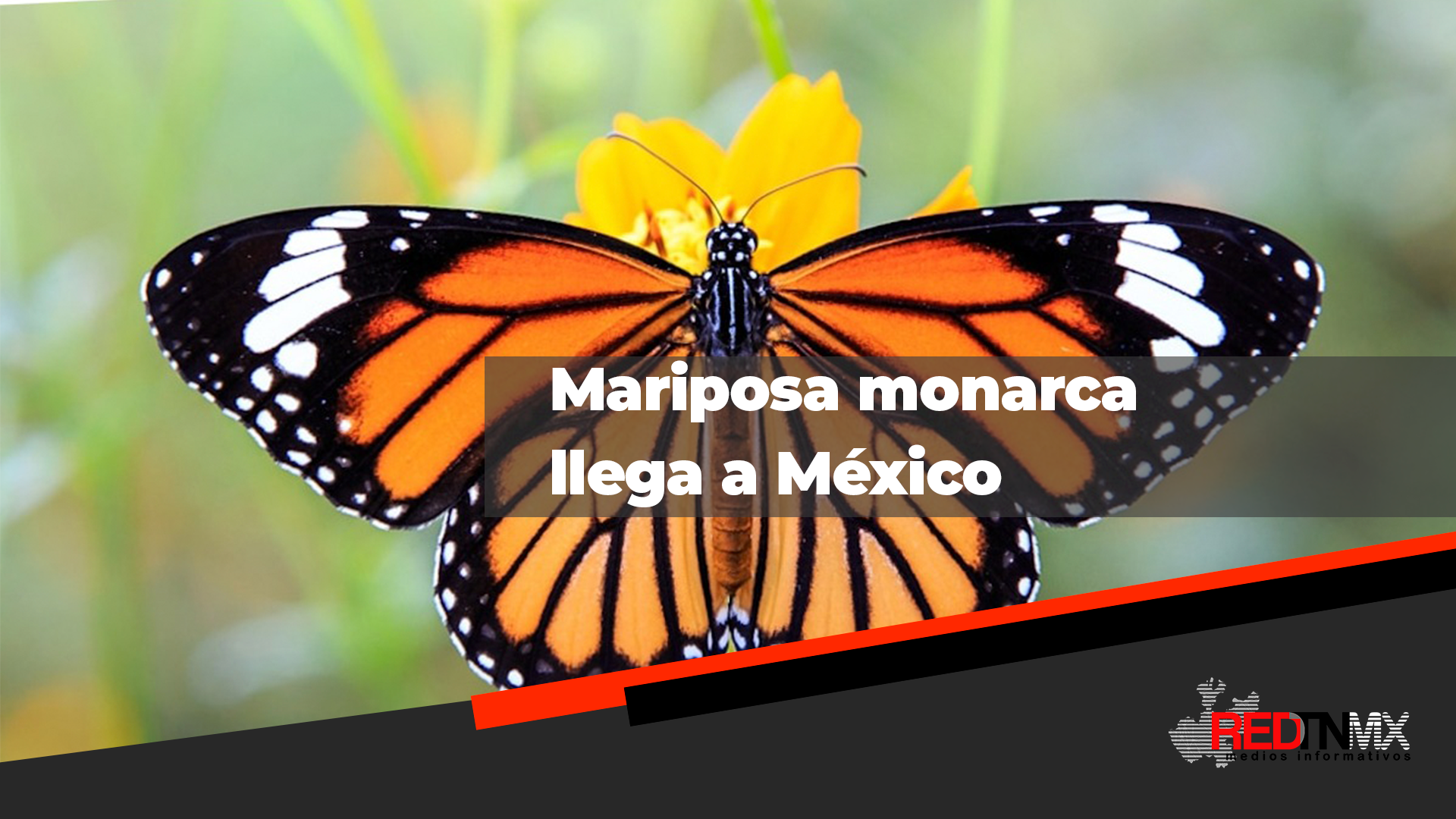 Mona ¡Mariposa Monarca Llega a México! Secretaría de Medio Ambiente Invita a Proteger Su Trayecto