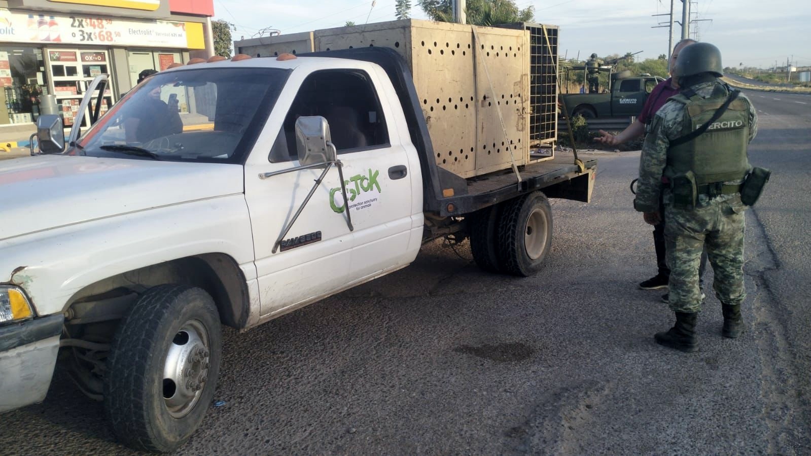 Rescatan dos tigres blancos de bengala en operativo en Sinaloa: ya suman 11 felinos rescatados