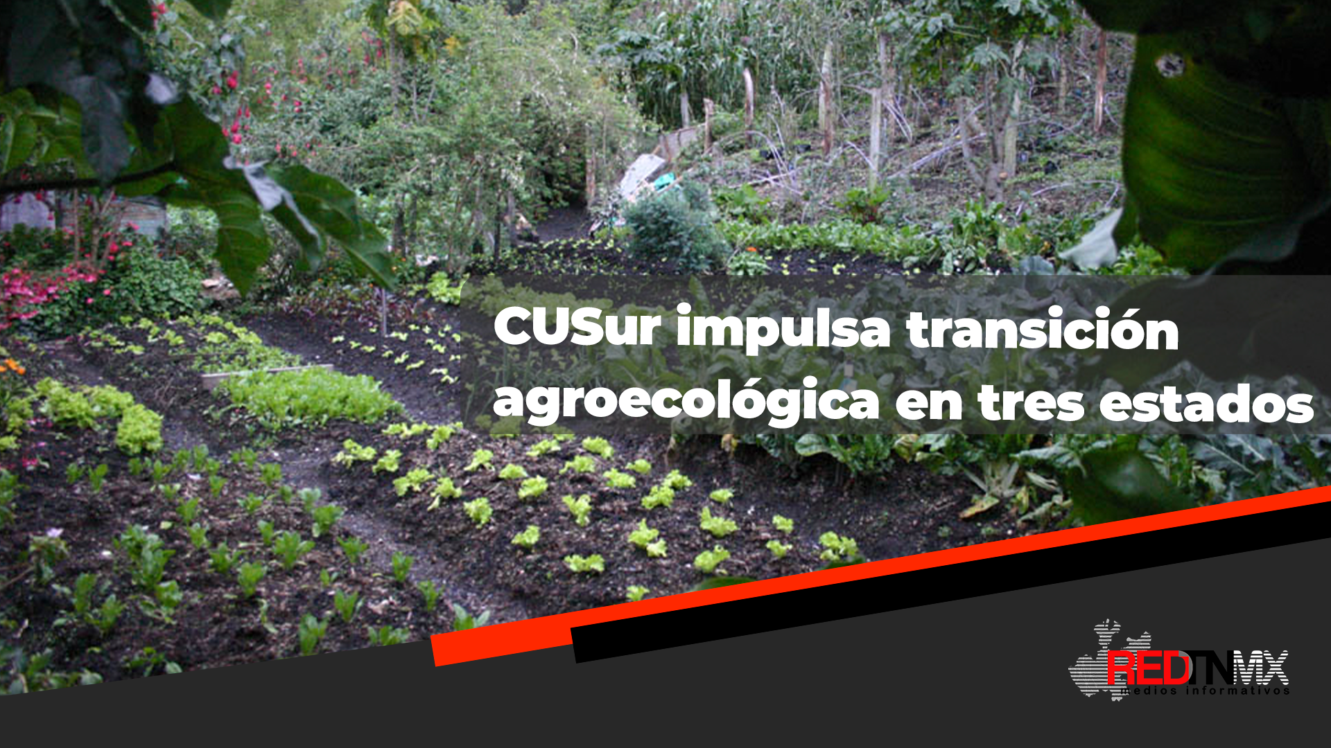 Proyecto agroecológico del CUSur impulsa agricultura sustentable en Jalisco, Nayarit y Chiapas