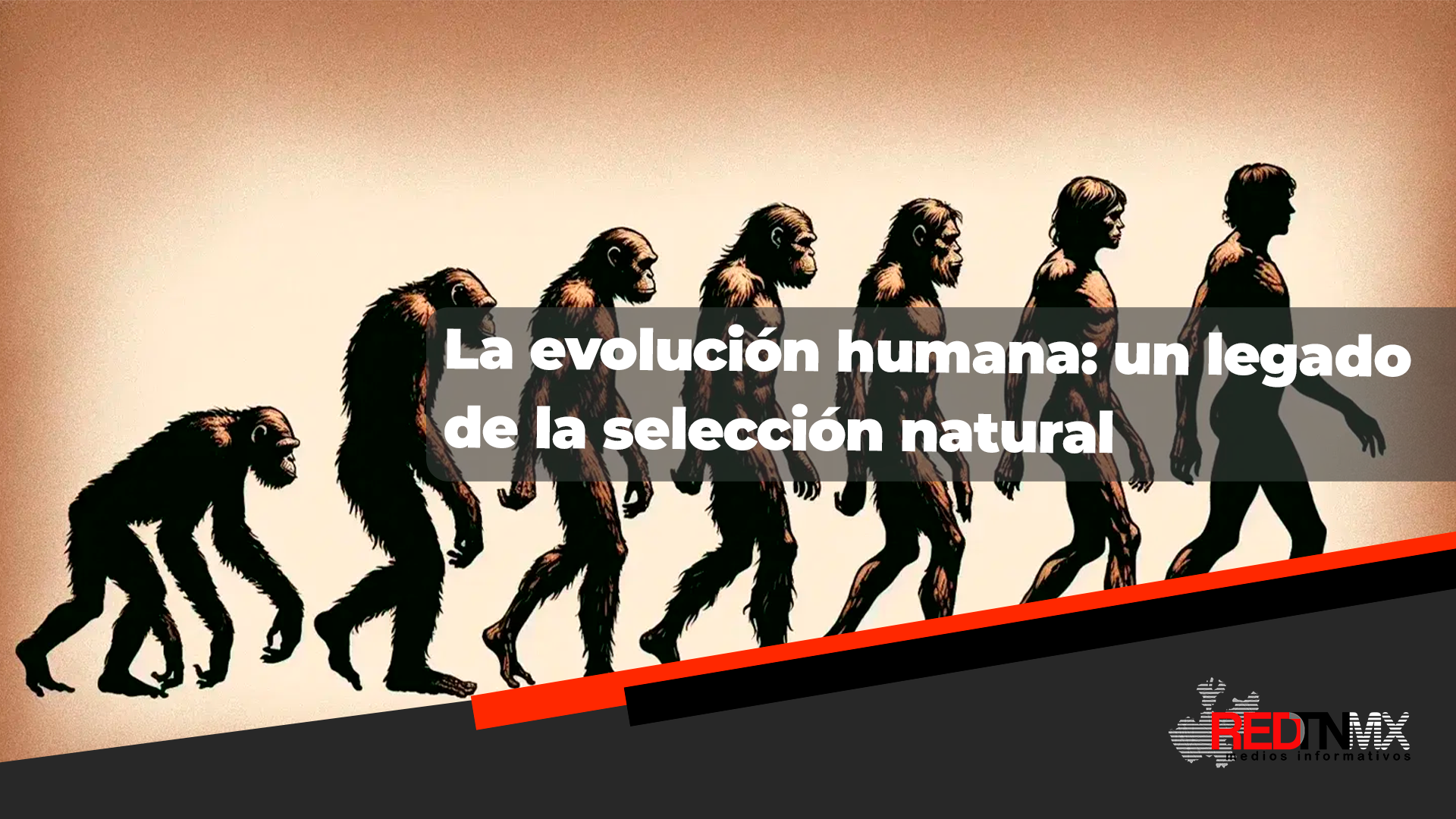 ghnjy La evolución humana según la teoría de Darwin