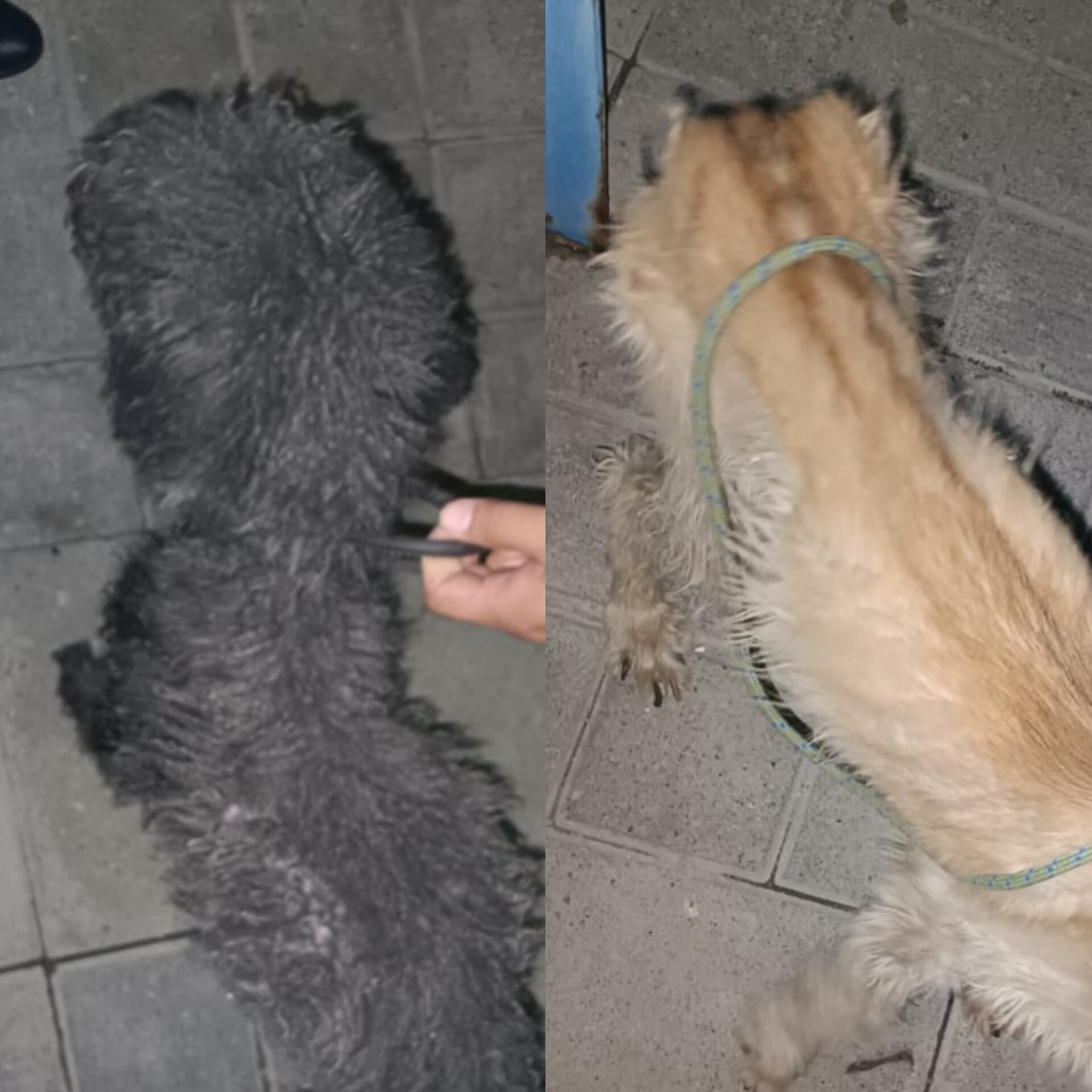 Rescatan a dos perros víctimas de maltrato en Guadalajara; Fiscalía del Estado interviene con orden de cateo