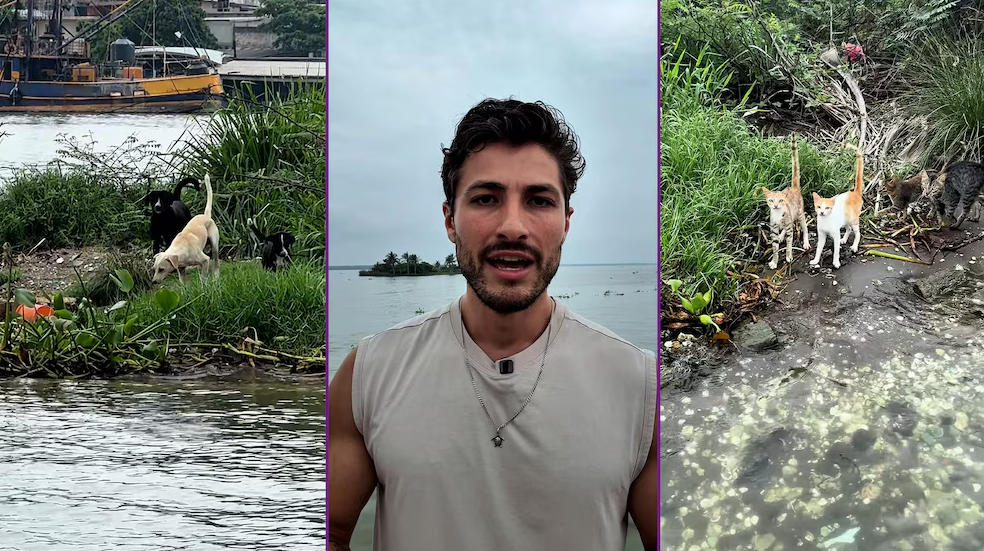 La isla del abandono en Veracruz donde perros y gatos son dejados para morir