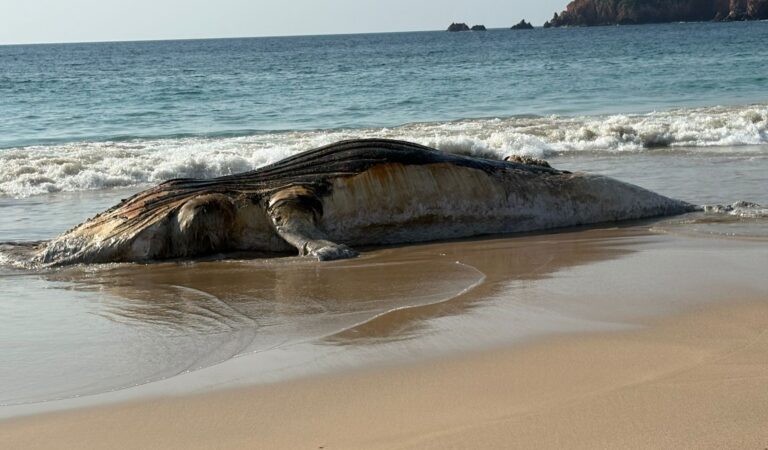 Localizan ballena muerta en Playa Mezcales, La Huerta