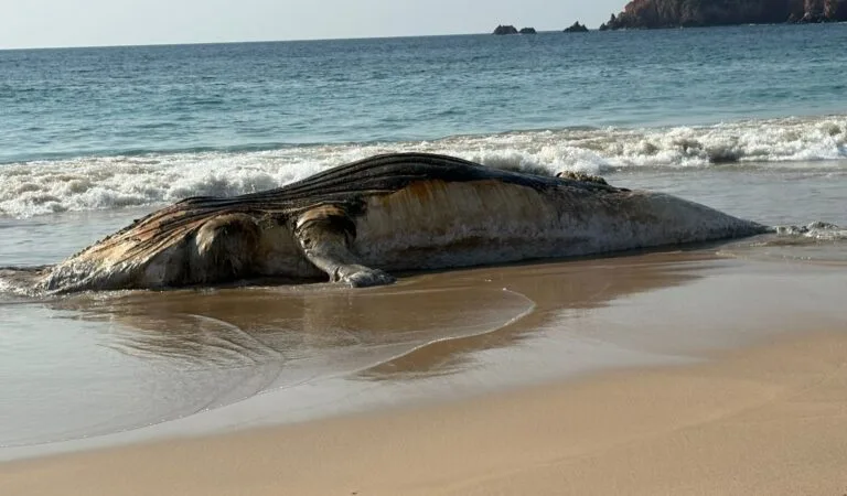 Localizan ballena muerta en Playa Mezcales, La Huerta