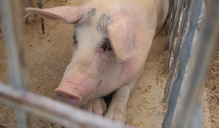 Jalisco lidera producción nacional de carne de cerdo