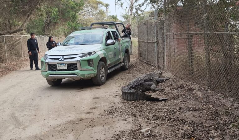 Capturan cocodrilo de más de tres metros en brecha a Boca de Tomates, en Puerto Vallarta