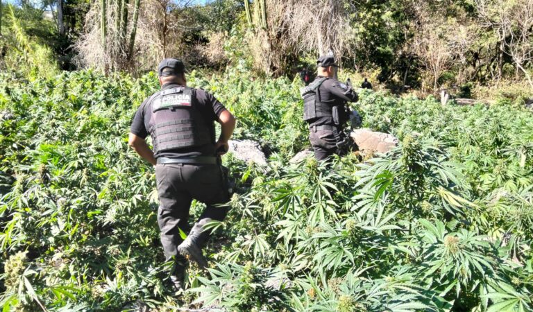 Destruyen más de 100 mil plantas de marihuana en Tequila