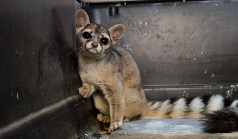 Rescatan y liberan cacomixtle en Tlajomulco tras reporte al C5 Jalisco