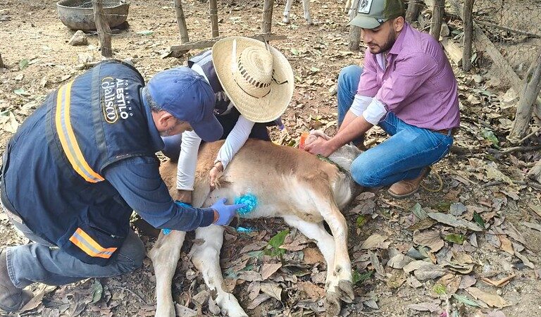 Jalisco confirma seis casos activos de Gusano Barrenador