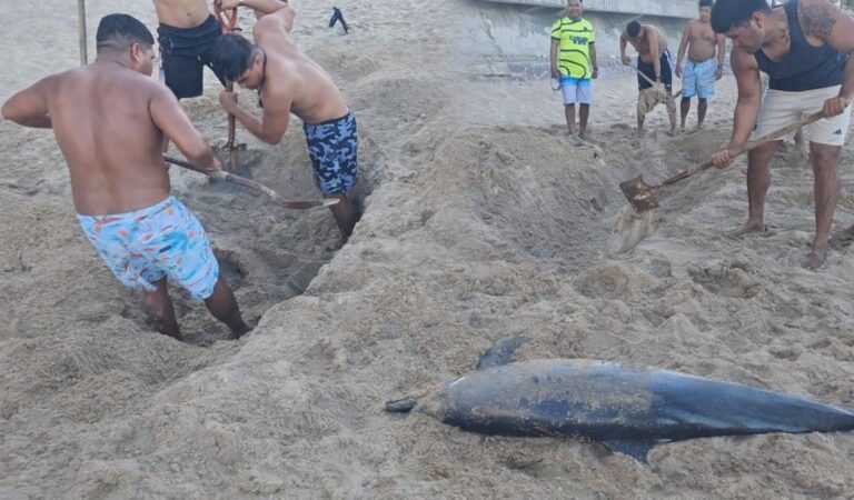 Delfín aparece muerto en playa de Mazatlán