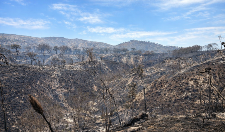 Fauna resiste tras incendio en La Primavera; Tlajomulco instala medidas