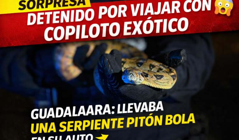 Detienen a hombre con pitón bola dentro de su auto en Guadalajara