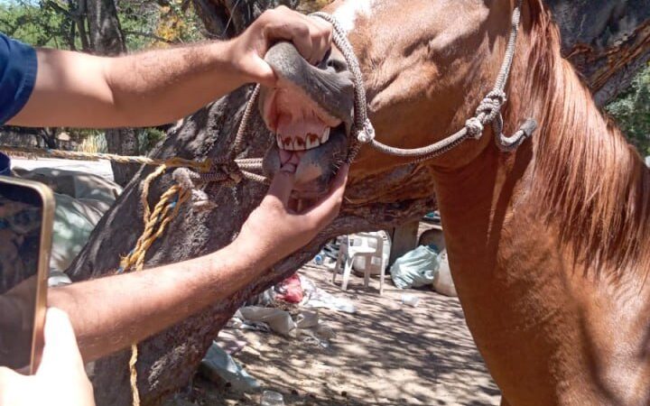 Rescatan 6 caballos maltratados en Ajijic