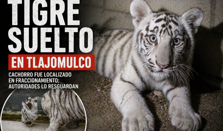 Tigre suelto en fraccionamiento de Tlajomulco moviliza a autoridades