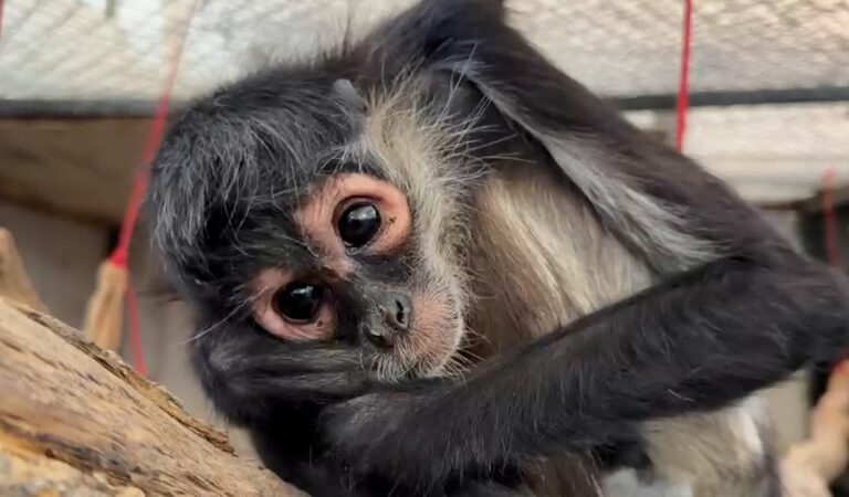 Mono araña electrocutado es rescatado en Guadalajara y atendido en Tlajomulco