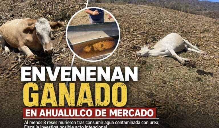 Envenenan ganado en Ahualulco: mueren 8 reses
