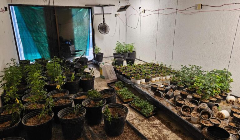 Aseguran más de 300 plantas de marihuana en finca abandonada de Zapopan