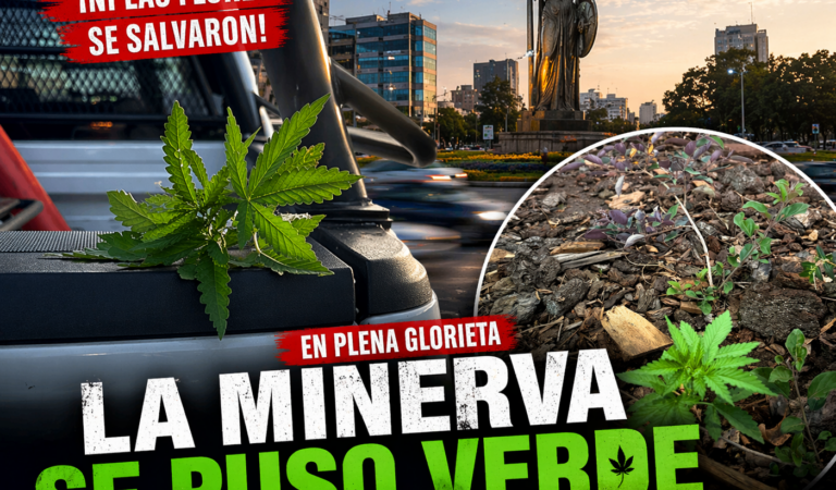 La Minerva “se pone verde”: aparecen plantas de marihuana en plena glorieta