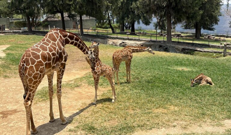 Nacen tres jirafas en el Zoológico Guadalajara y enamoran a visitantes
