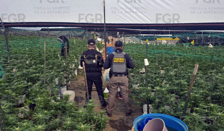 Cateo en Tequila: aseguran invernadero con más de mil plantas de marihuana