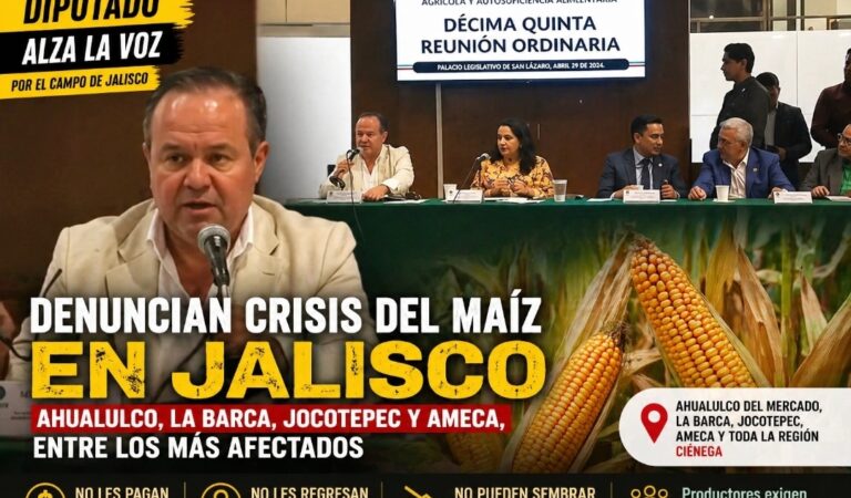 Diputado, denuncia crisis del maíz en Jalisco; Ahualulco y la Ciénega, entre los más afectados