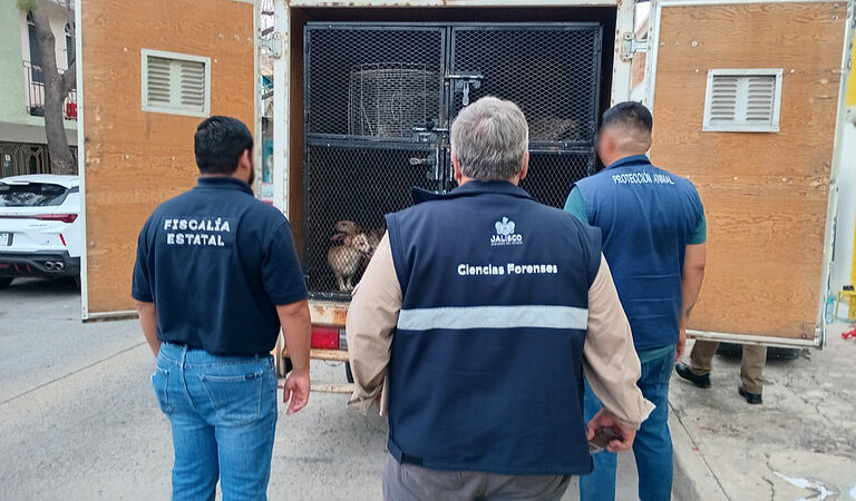 Rescatan a adulta mayor y aseguran 39 perros en presunto caso de abandono y maltrato animal en Guadalajara