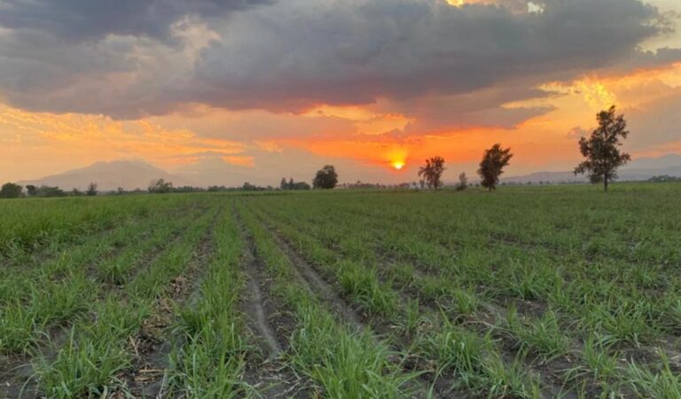 Ingenio Tala crece en producción mientras México registra caída histórica en azúcar