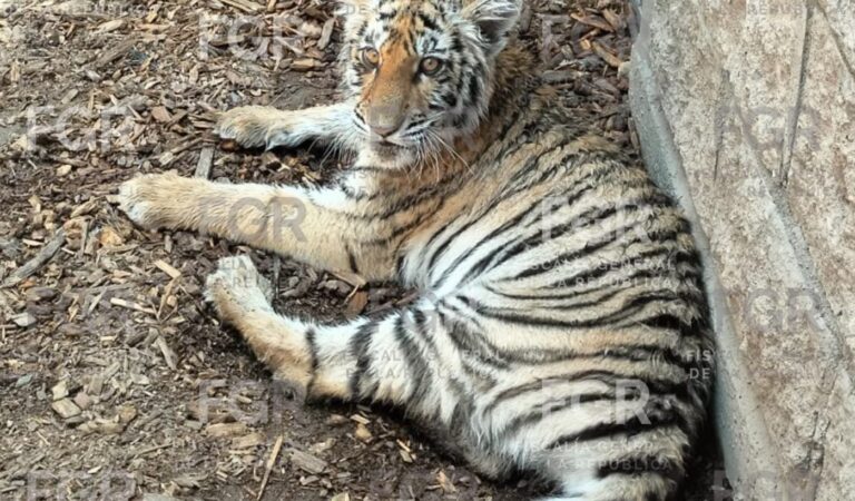 Aseguran tigre de bengala, cocodrilo y fauna silvestre en cateo realizado en Zapopan
