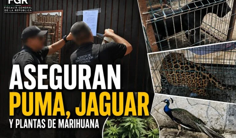 Aseguran un puma, un jaguar y plantas de marihuana durante cateo en Zapopan
