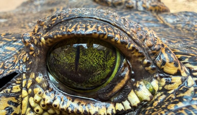 Cocodrilo de más de dos metros capturado en Magdalena es resguardado en Tlajomulco