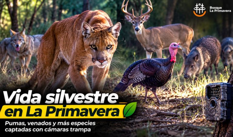 Pumas, linces y venados: cámaras trampa confirman la riqueza de vida silvestre en el Bosque La Primavera