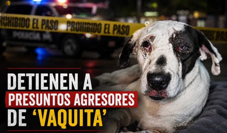 Capturan a dos presuntos responsables de agredir a «Vaquita», la perrita embarazada que fue arrastrada por una motocicleta en Tlajomulco