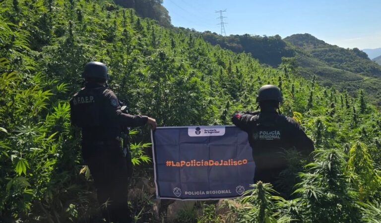 Destruyen cerca de 360 mil plantas de presunta marihuana en Tequila, Jalisco