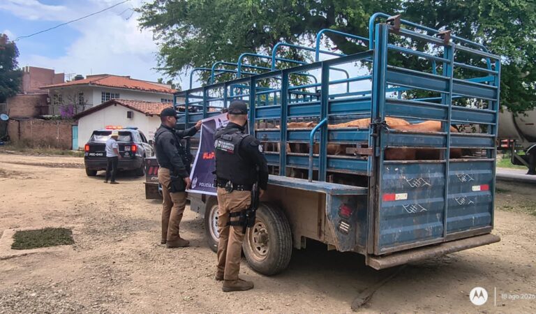 Aseguran seis becerros valuados en casi medio millón de pesos en Mascota