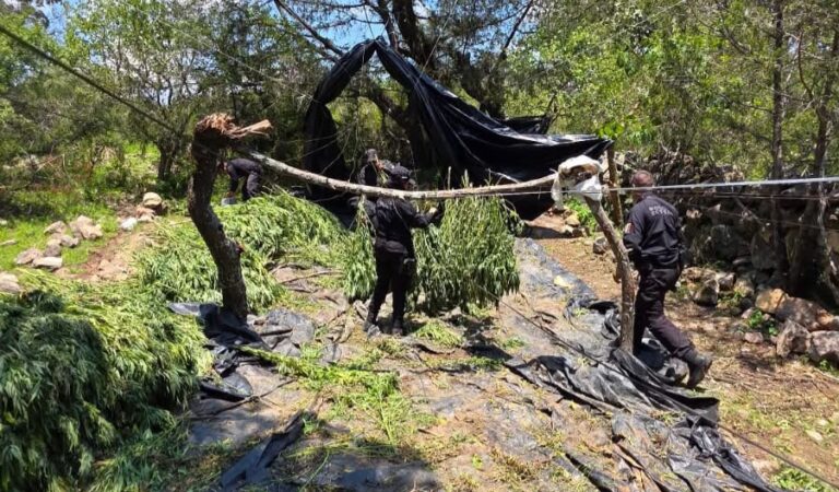 Destruyen cerca de 33 mil plantas de aparente marihuana en Tequila