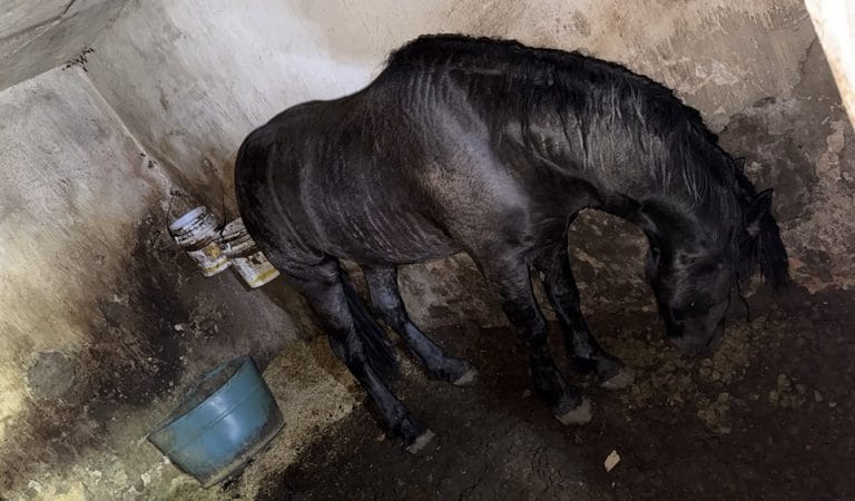 Rescatan a caballos Frisian y Español en presunto estado de maltrato en Tonalá