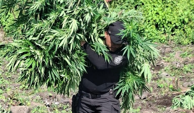 Entre milpas de maíz ocultaban 144 mil plantas de presunta marihuana en Tequila