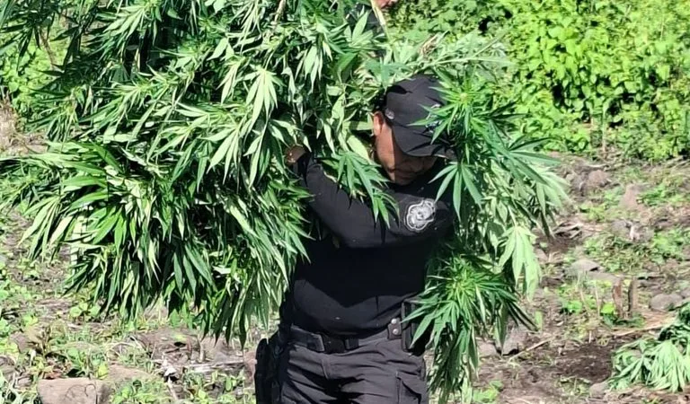 Entre milpas de maíz ocultaban 144 mil plantas de presunta marihuana en Tequila