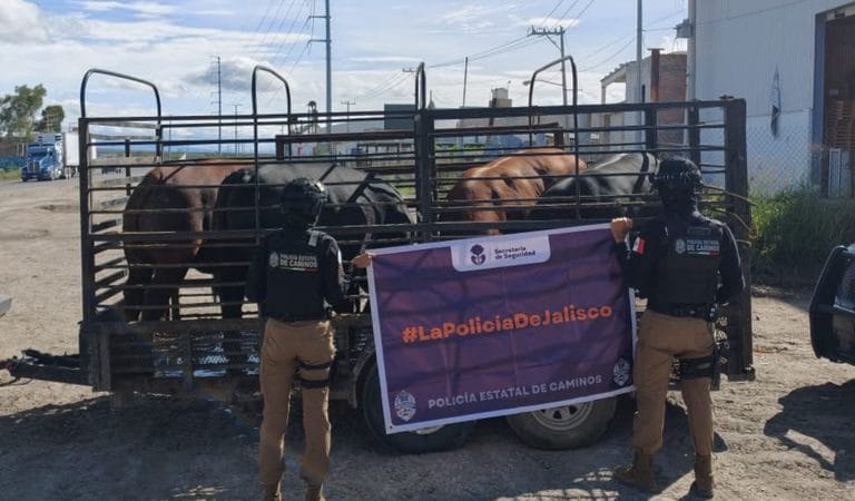 Aseguran cuatro cabezas de ganado valuadas en 1.2 millones de pesos en Lagos de Moreno