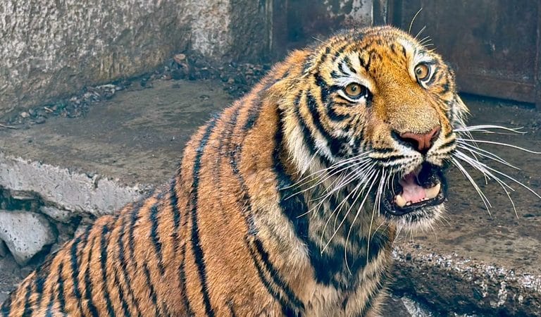 Capturan tigre de Bengala que deambulaba por campos de La Barca, Jalisco