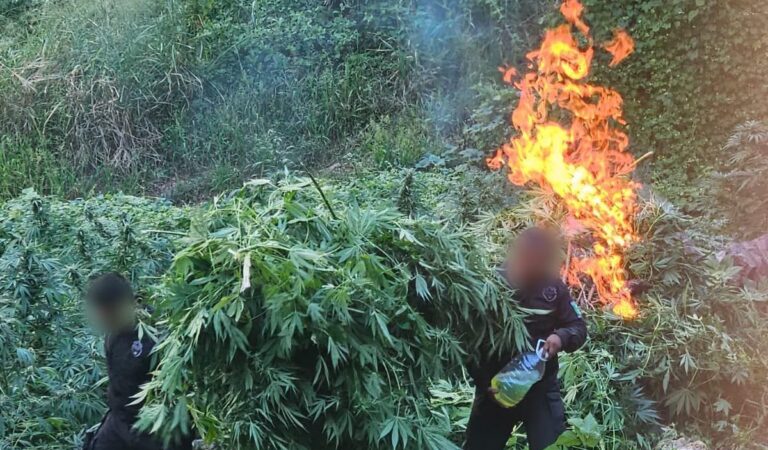 Policía de Jalisco destruye plantío con cerca de 52 mil plantas en Tequila