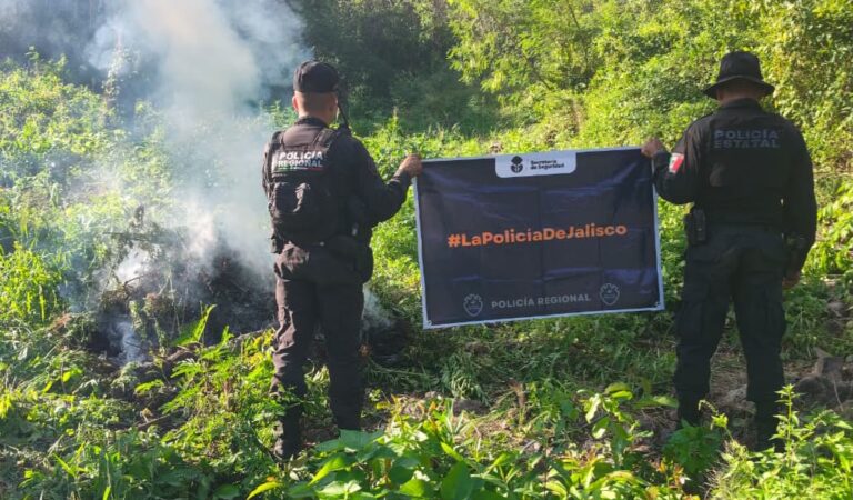Localizan casi 98 mil plantas de presunta marihuana en Tequila; estiman su valor en 102.9 millones de pesos